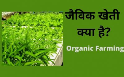 Jaivic Kheti Kya Hai | जैविक खेती क्या है | What is Organic Farming ?
